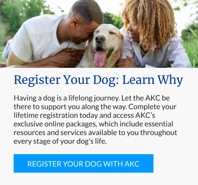Register your dog