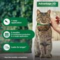 Advantage XD for Cats